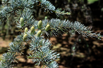 Branches of a Cedrus Atlantica tree in the park of an estancia in the Argentine Pampa