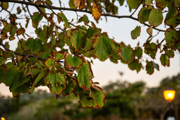 A tree branch with dry leaves at sunset in autumn