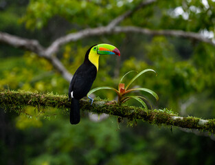 Keel-billed Toucan portrait on mossy stick and rainy day against dark green background