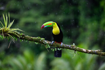Keel-billed Toucan portrait on mossy stick and rainy day against dark green background