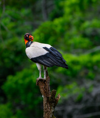 King Vulture standing on log, portrait against dark green background