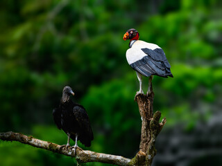 King Vulture and Black Vulture standing on snag, portrait against dark green background