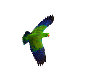 Colorful Eclectus parrot flying isolated on transparent background png file