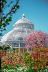 Fototapeta na wymiar greenhouse in the garden with pink cherry blossoms blooming