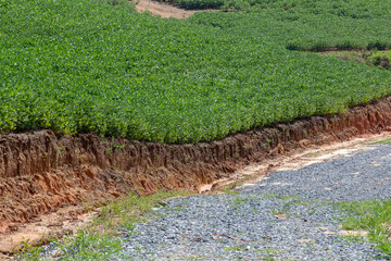 Green soya field in growing. Countryside of Goias state, Brazil