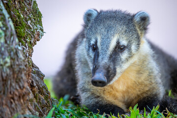 Exotic and cute Coati Raccoon in Iguazu Park, Argentina, border with Brazil