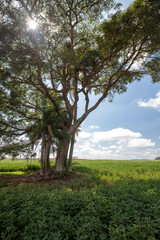 Backlit tree in an extensive soybean field under deep blue sky with clouds. Countryside of the state of Goiás, Brazil