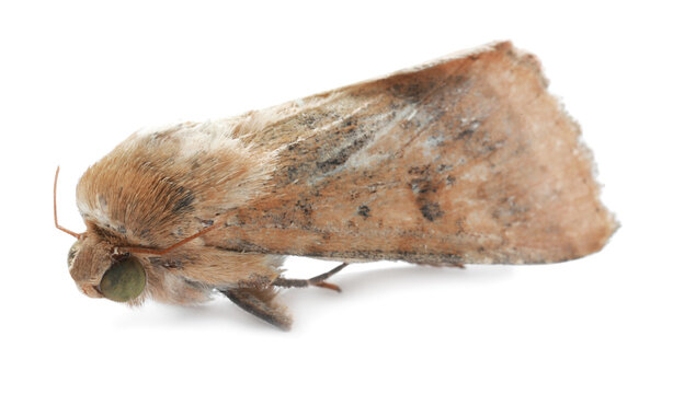 Single corn earworm moth isolated on white