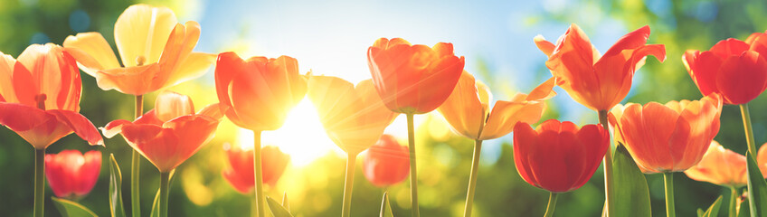 Spring tulip flower field at sunrise - obrazy, fototapety, plakaty