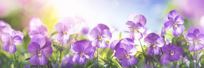 Fotobehang Violet pansies © Li Ding