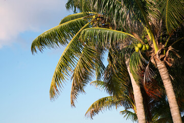 Obraz premium Beautiful palm trees with green leaves under clear blue sky, low angle view