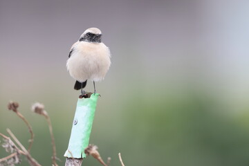 Desert Wheatear (Oenanthe deserti) male in Japan