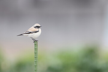 Desert Wheatear (Oenanthe deserti) male in Japan