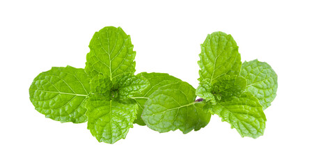 Obraz na płótnie Canvas mint leaves isolated on transparent png