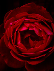 Naklejka premium red rose on black background