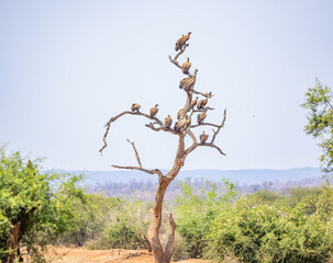 Vultures in a dead tree in the Kruger National Park