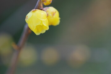 咲き始めたロウバイのクローズアップ