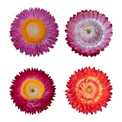 Strawflower isolated isolated on transparent background PNG file.