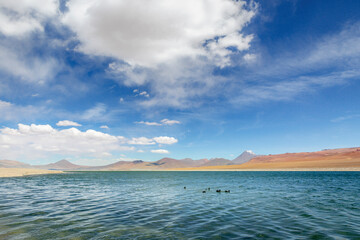 Fototapeta na wymiar Salt lake with ducks, volcanic landscape, Atacama, Chile border with Bolivia
