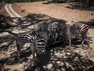 Fototapeta na wymiar group of zebras eating on safari