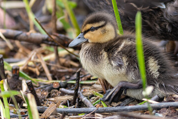 A small baby mallard duckling is swimming among the reeds.  The baby duck has soft yellow and brown down feathers, a long black beak, and dark eyes. The duck's reflections are in the clear water. 