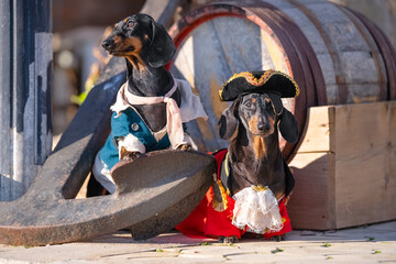 Two dogs in elegant fancy pirate costumes stand at the anchor of a wooden barrel on a sunny day cocked hat eye patch. Pirate quest game. Show of trained animals