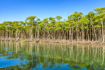 Fototapeta na wymiar Landscape of the Nakama River Mangrove Forest, a UNESCO World Heritage Site, in Iriomote Island, Okinawa Prefecture, Japan