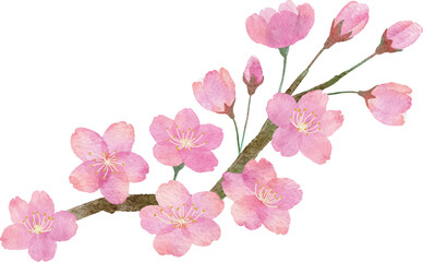 Fototapeta na wymiar 桜の花と枝の手書きの水彩画イラストパーツ