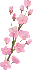  桜の花と枝と葉っぱの手書きの水彩画イラストパーツ