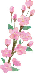 Fototapeta na wymiar 桜の花と枝と葉っぱの手書きの水彩画イラストパーツ