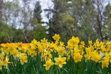 Rows of colorful yellow and white springtime daffodils in a flower bed at a park. The yellow flowers are higher and the white is lower in the garden: the center or eye of the white daffodil blooms.