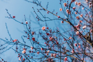 red flowers on a branch with blue sky