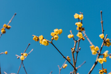 flowers on sky background