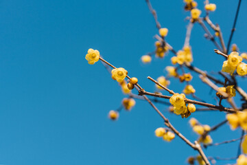 flowers on blue background