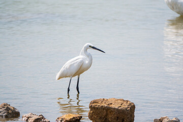 The small white heron or Little egret stands in the lake
