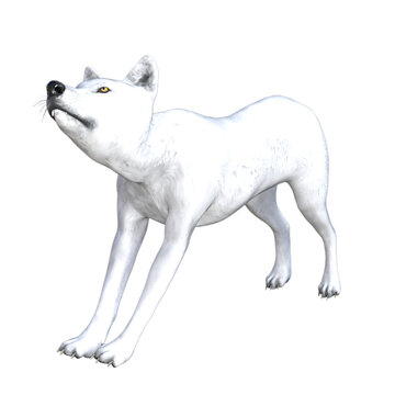 White dog isolated 3d render