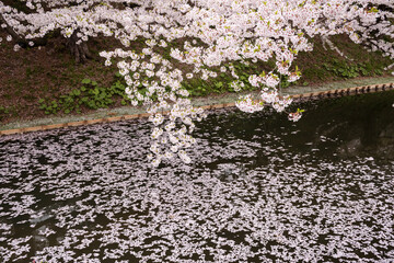 散り桜のイメージ