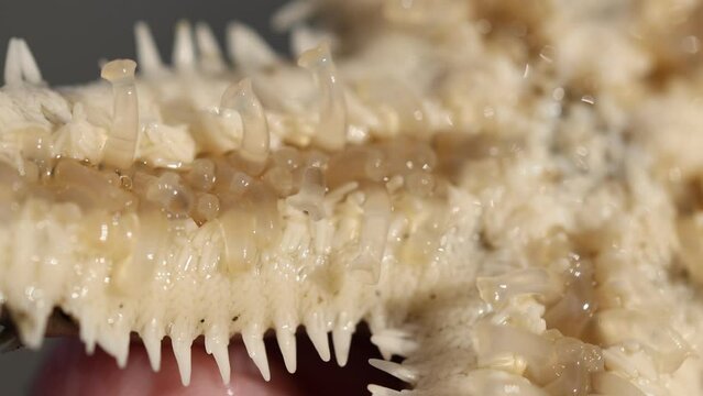 Animal species are invertebrates, found in the tide of the sea.