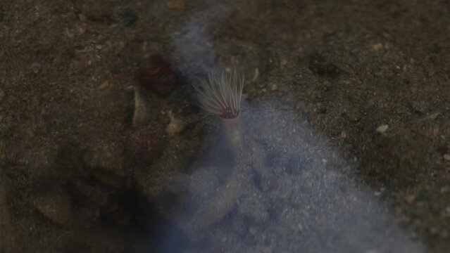 Animal species are invertebrates, found in the tide of the sea.