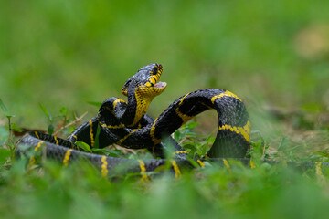 A mangrove cat snake Boiga dendrophila coiling body and open its mouth on attacking position over the ground with shallow depth of field