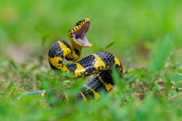 A mangrove cat snake Boiga dendrophila coiling body and open its mouth on attacking position over the ground with shallow depth of field