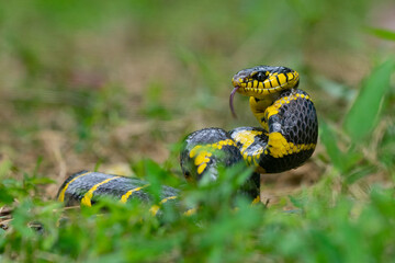 A mangrove cat snake Boiga dendrophila coiling its body on attacking position over the ground with shallow depth of field