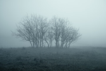 Fototapeta na wymiar Misty autumn landscape in the morning