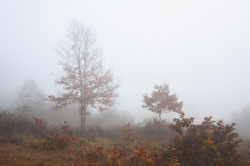Misty autumn landscape in the morning