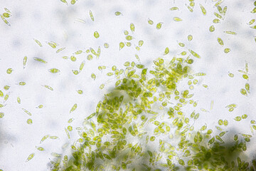 Euglena is a genus of single cell flagellate eukaryotes under microscopic view for study.