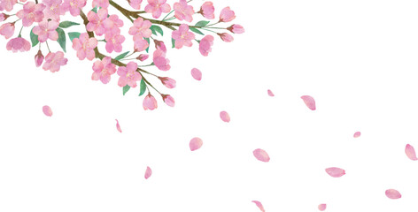 Obraz na płótnie Canvas 桜の花と綺麗に舞い散る桜の花びらの透明背景の水彩画イラスト
