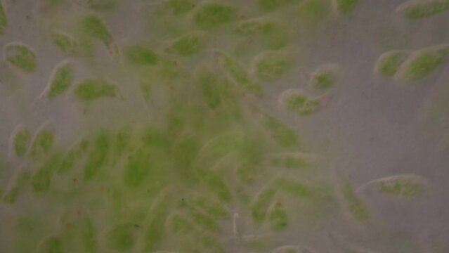 Euglena is a genus of single cell flagellate eukaryotes under microscopic view for study.