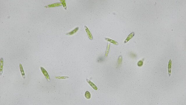 Euglena is a genus of single cell flagellate eukaryotes under microscopic view for study.