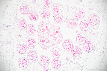 Reproductive cells of Flowering Plants under microscopic.