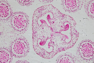 Reproductive cells of Flowering Plants under microscopic.